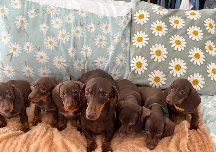 Dachshund Puppies for Adoption image 2
