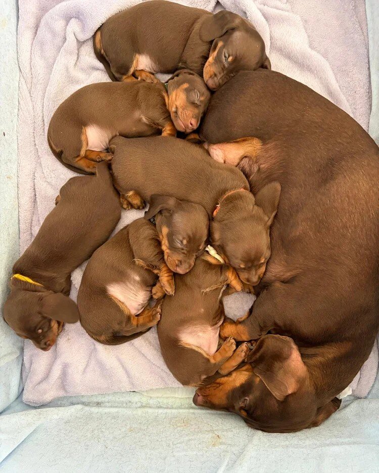 Dachshund Puppies for Adoption image 1