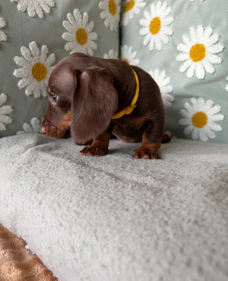 Dachshund Puppies for Adoption image 4