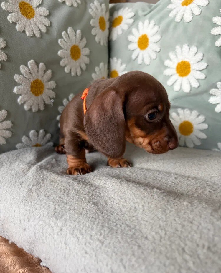 Dachshund Puppies for Adoption image 3