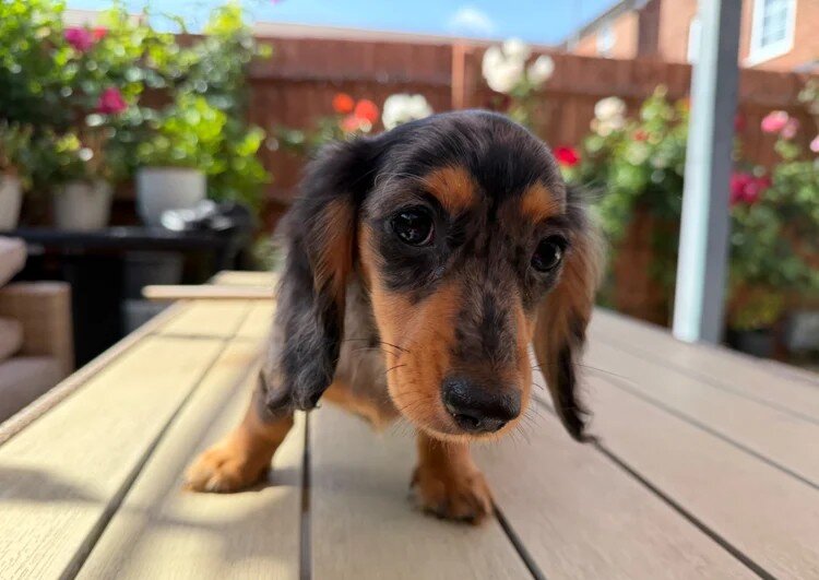 Miniature Dachshund Puppies for Adoption image 1
