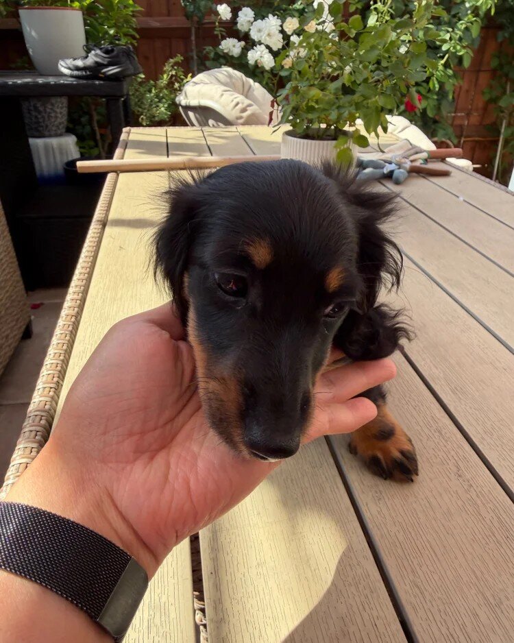 Miniature Dachshund Puppies for Adoption image 3