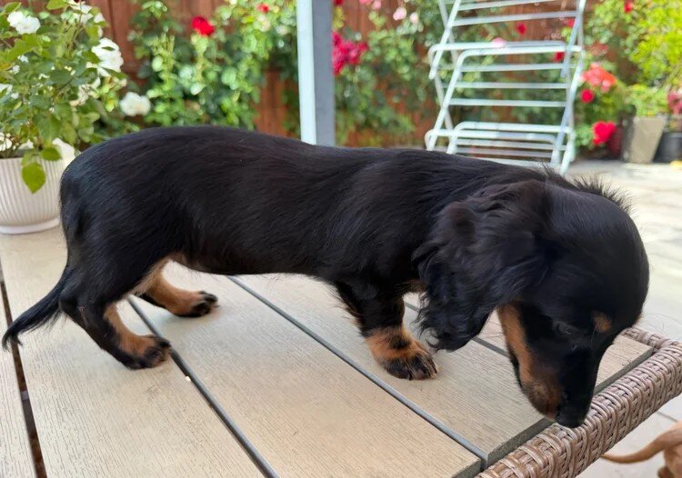 Miniature Dachshund Puppies for Adoption image 4