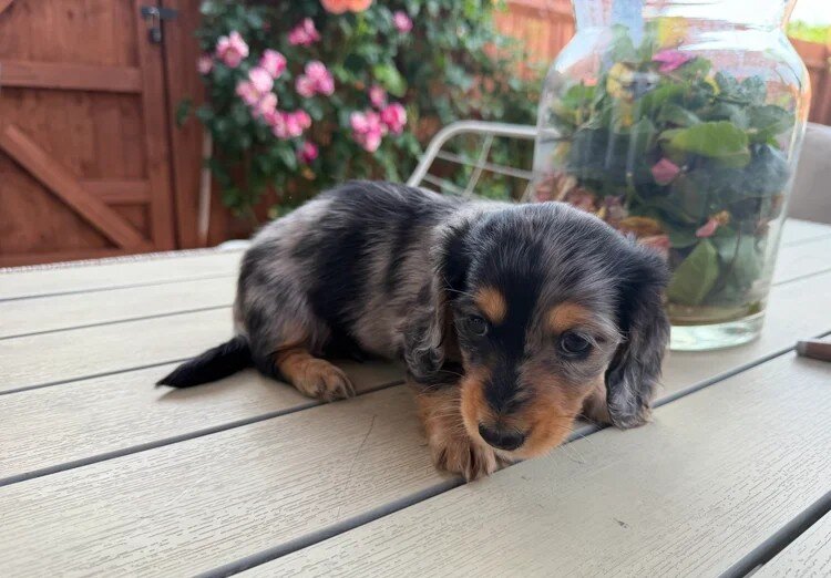 Miniature Dachshund Puppies for Adoption image 2
