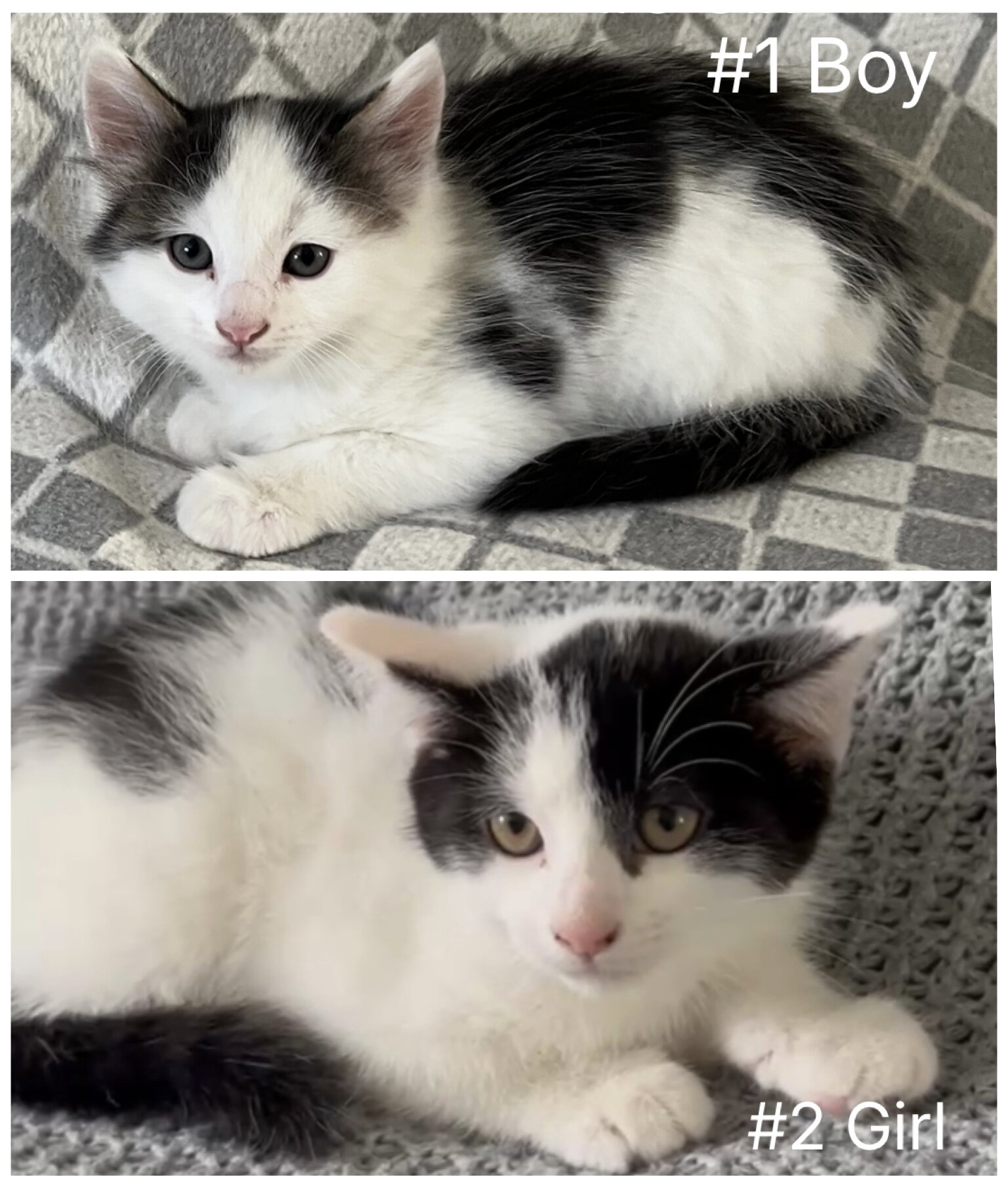 Kittens Looking For New Homes image 1