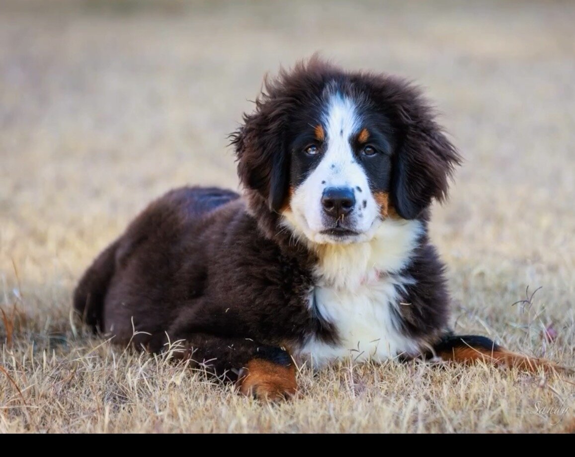 Beautiful 1-Year-Old Female Bernese Mountain Dog – image 1
