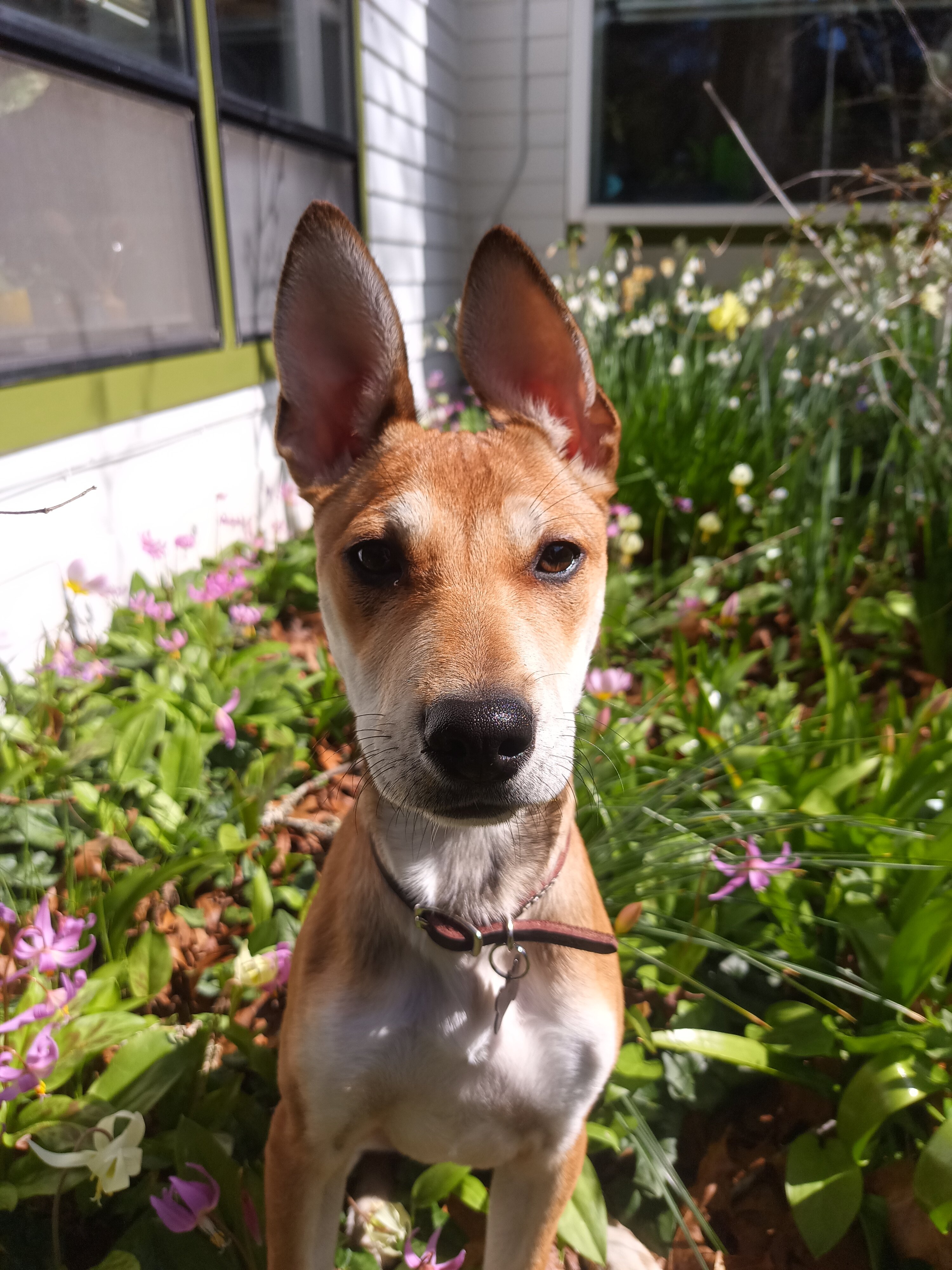 Border Collie Mix for Adoption image 1