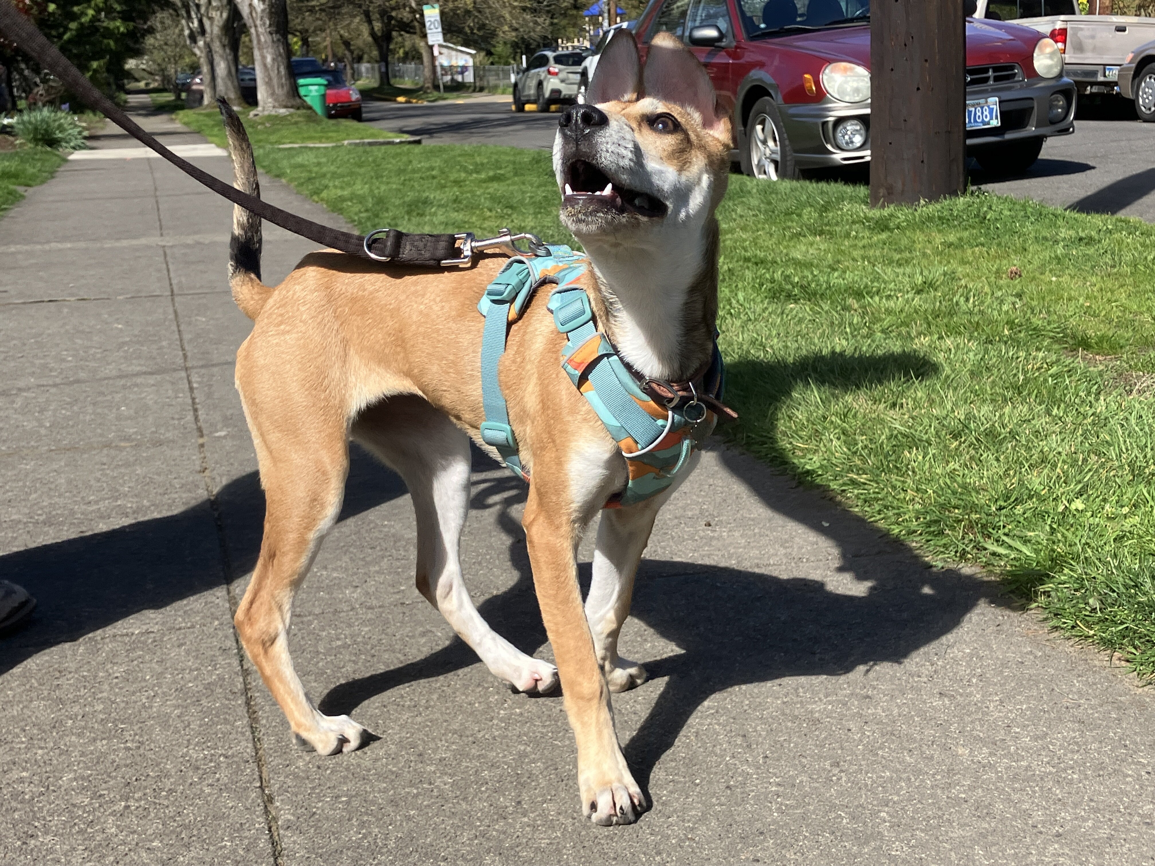 Border Collie Mix for Adoption image 7