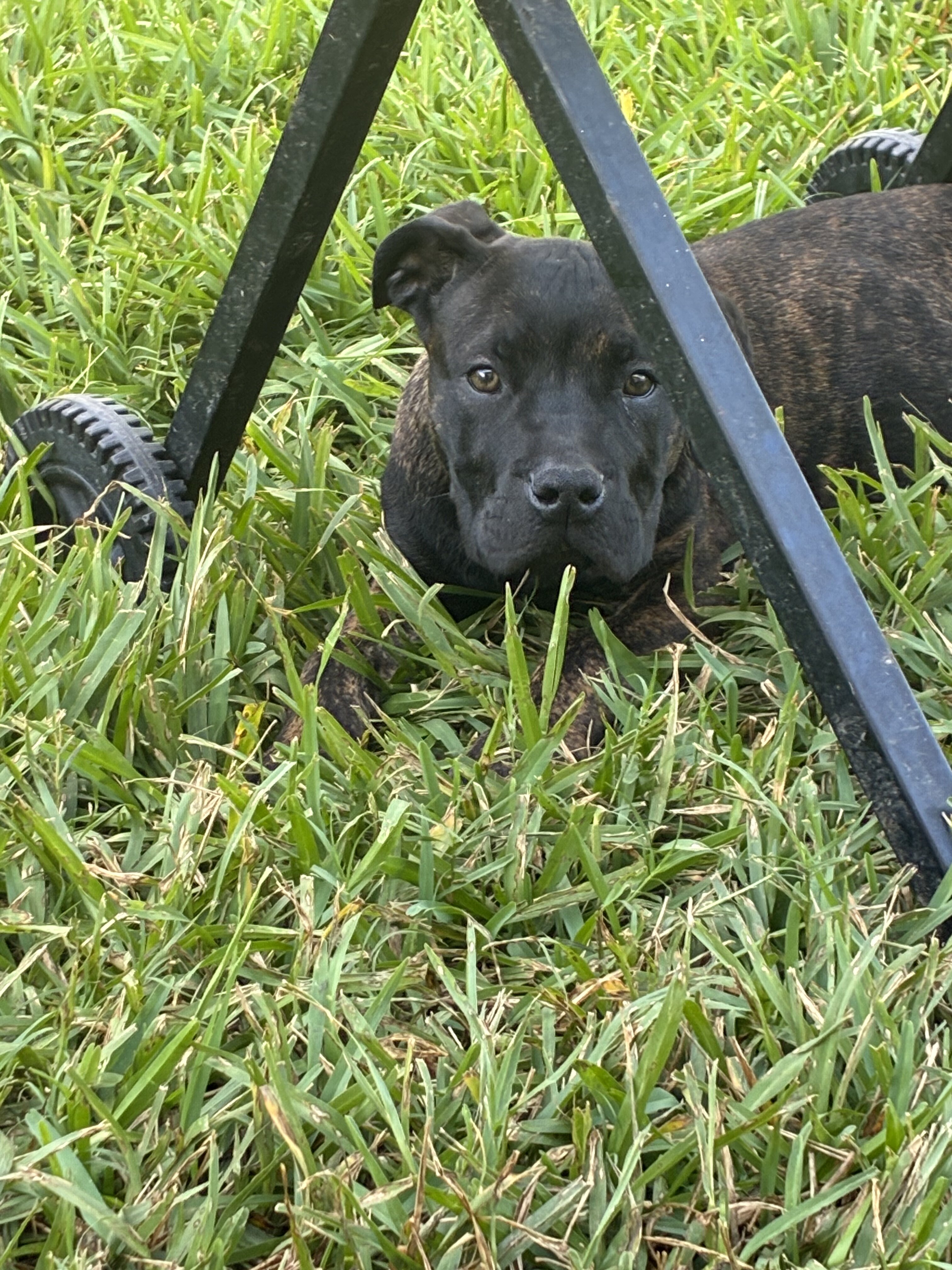 Cane corso mixed with pitbull image 1