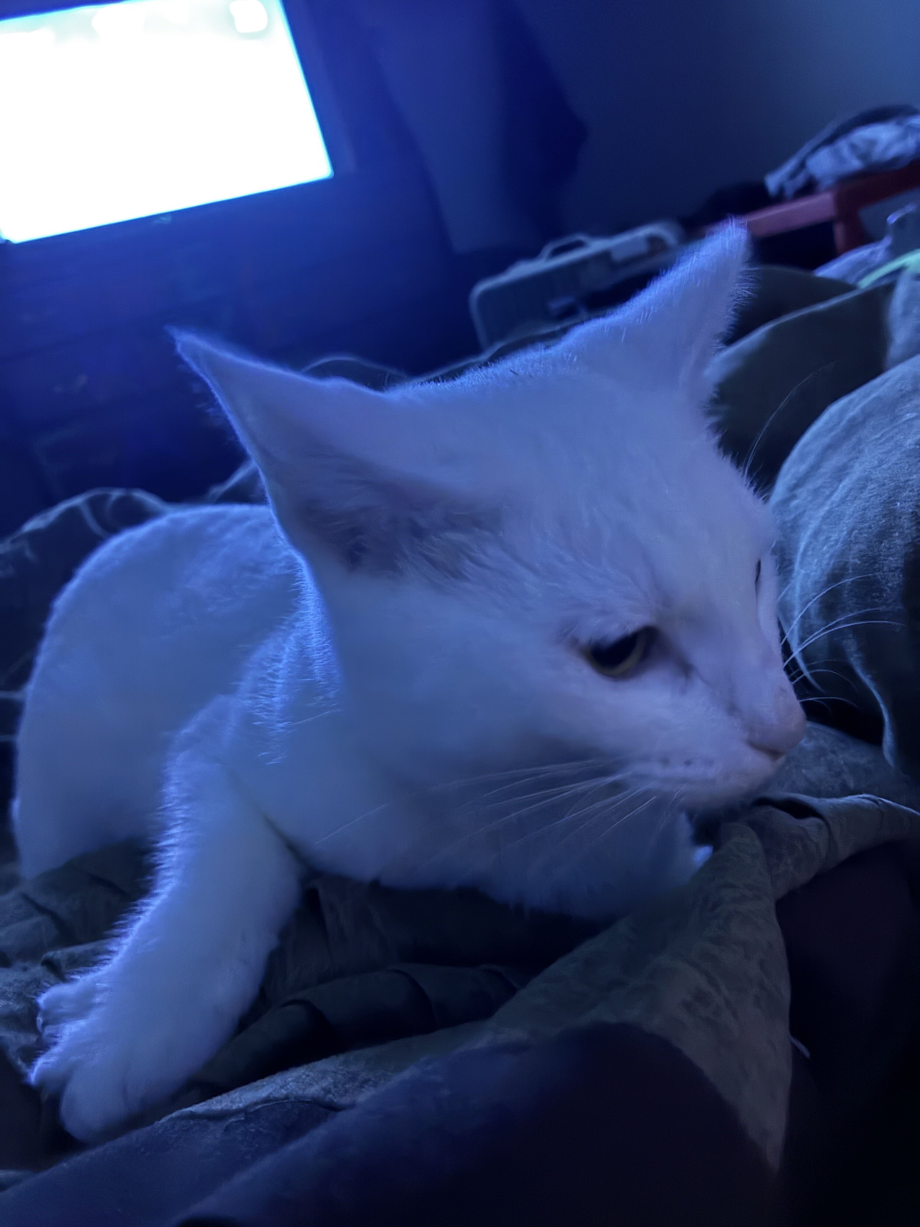 All white cat image 1