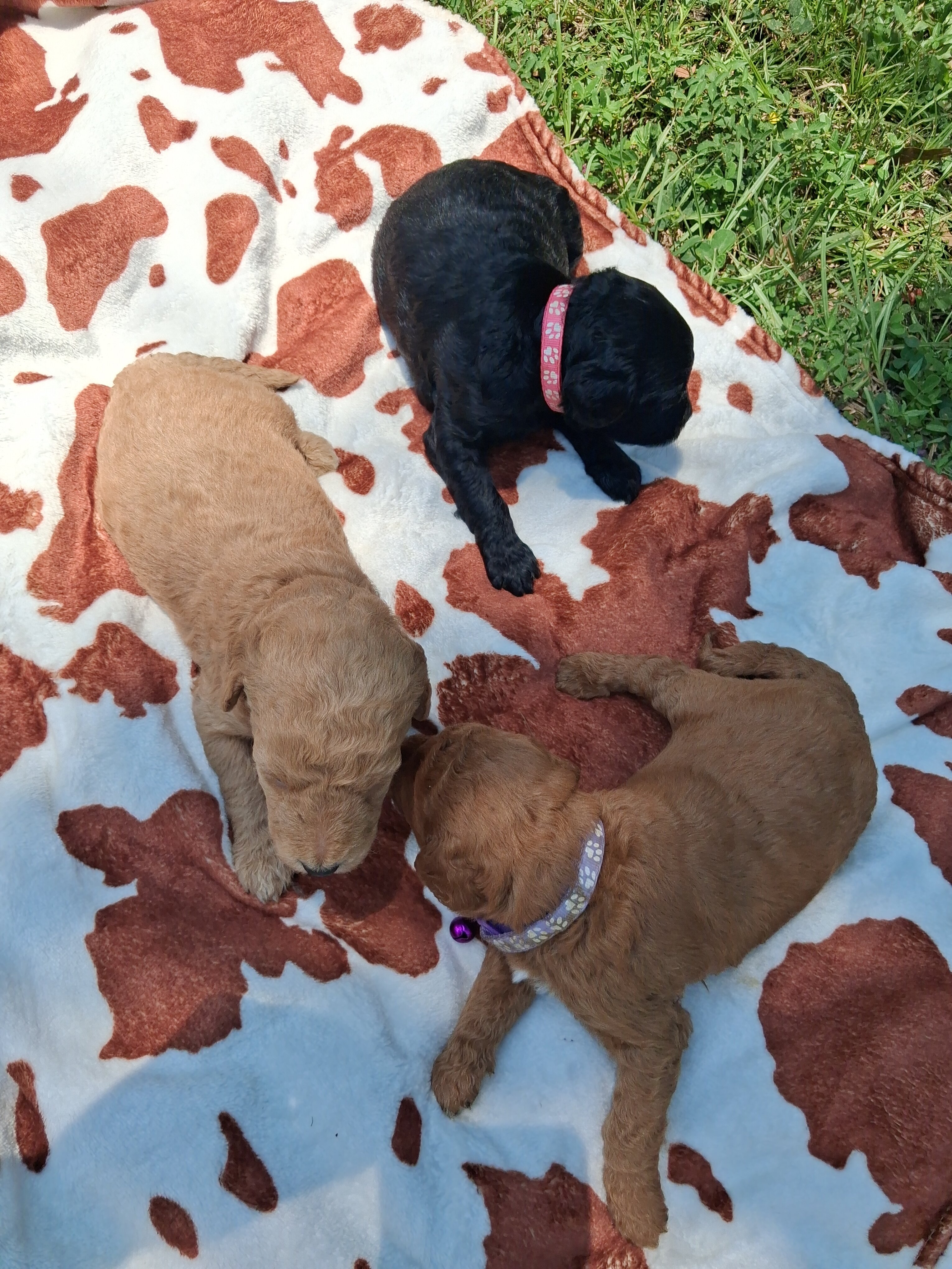 8 Labradoodle puppies image 3