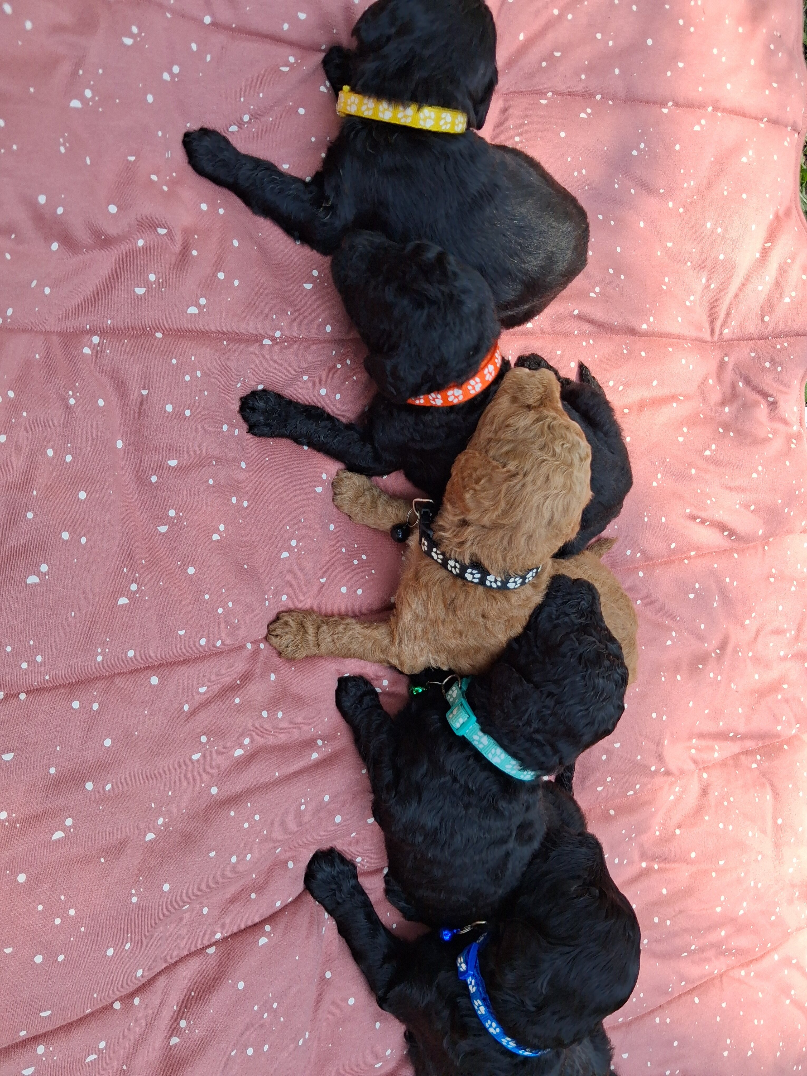 8 Labradoodle puppies image 1