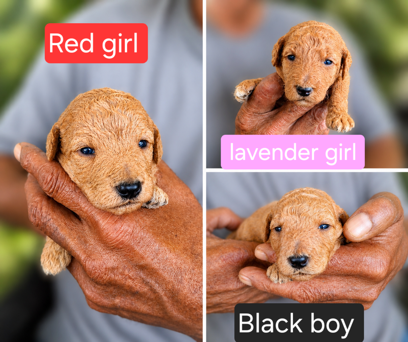 8 Labradoodle puppies image 4