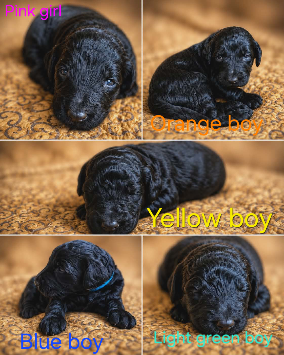 8 Labradoodle puppies image 2
