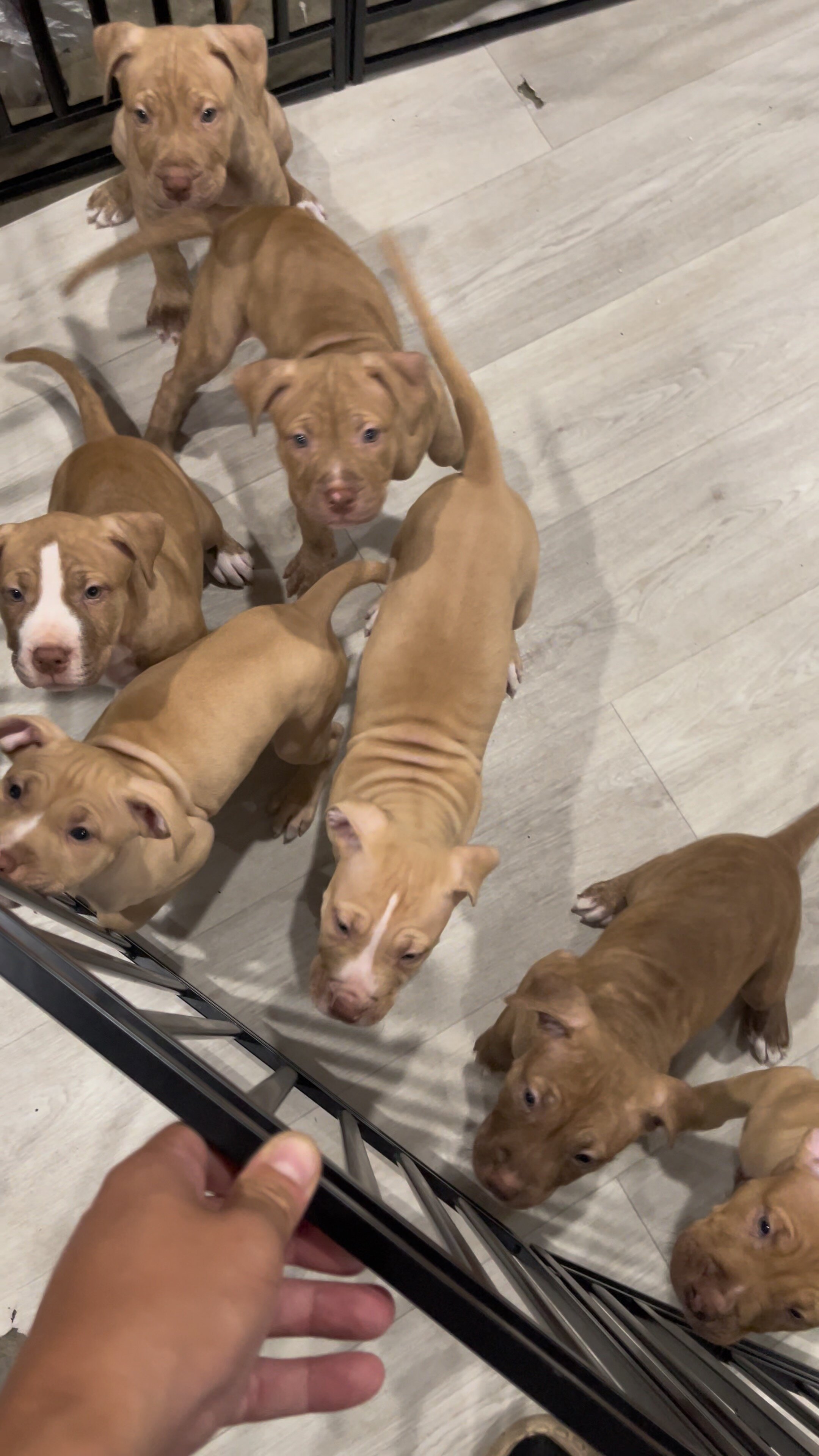 Red nose Pitbull Puppy UKC and ADBA image 2