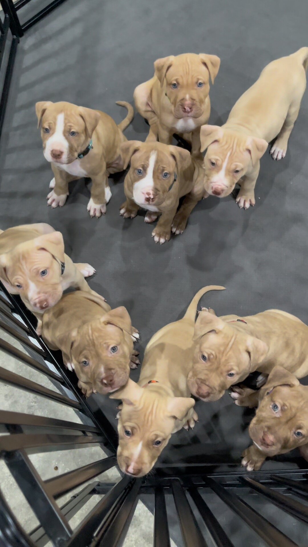 Red nose Pitbull Puppy UKC and ADBA image 1