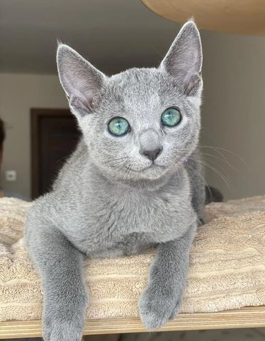 Socialized male Russian blue needs forever home image 1
