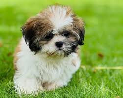 Sweet & Loving Lhasa Apso Puppies – Perfect Family image 2
