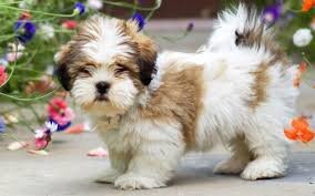 Sweet & Loving Lhasa Apso Puppies – Perfect Family image 3