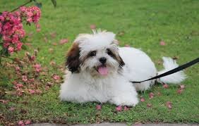 Sweet & Loving Lhasa Apso Puppies – Perfect Family image 4