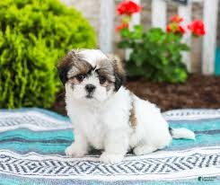 Sweet & Loving Lhasa Apso Puppies – Perfect Family image 5