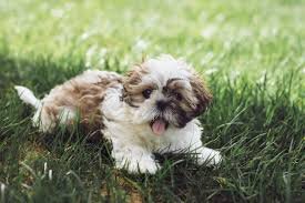Sweet & Loving Lhasa Apso Puppies – Perfect Family image 6
