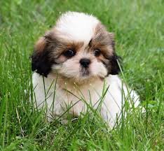 Sweet & Loving Lhasa Apso Puppies – Perfect Family image 7