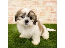 Sweet & Loving Lhasa Apso Puppies – Perfect Family image 1