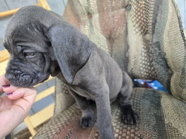 Cane Corso Puppies For adoption image 3