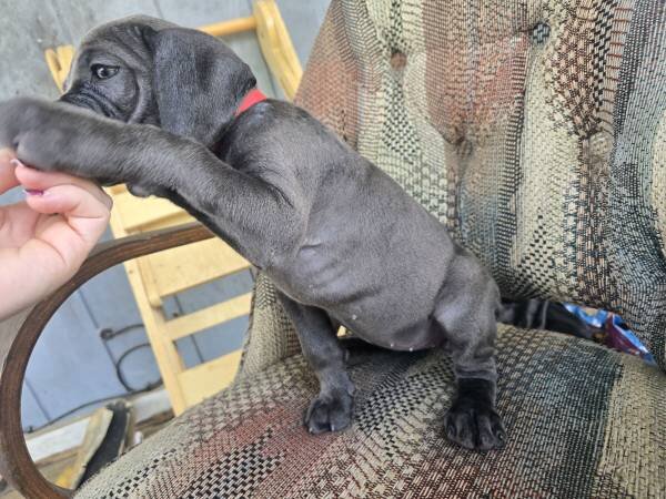 Cane Corso Puppies For adoption image 2
