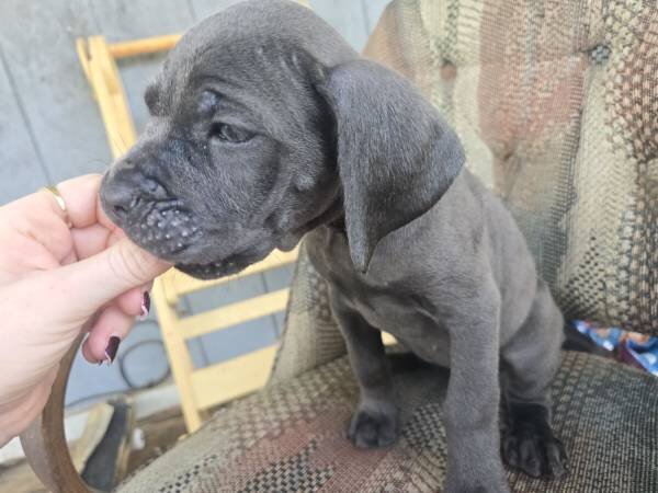 Cane Corso Puppies For adoption image 4