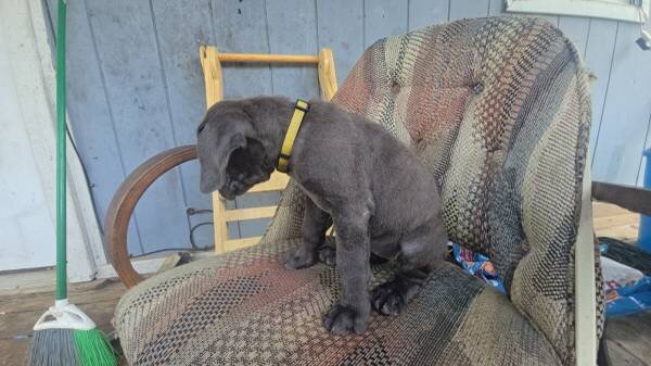 Cane Corso Puppies For adoption image 1