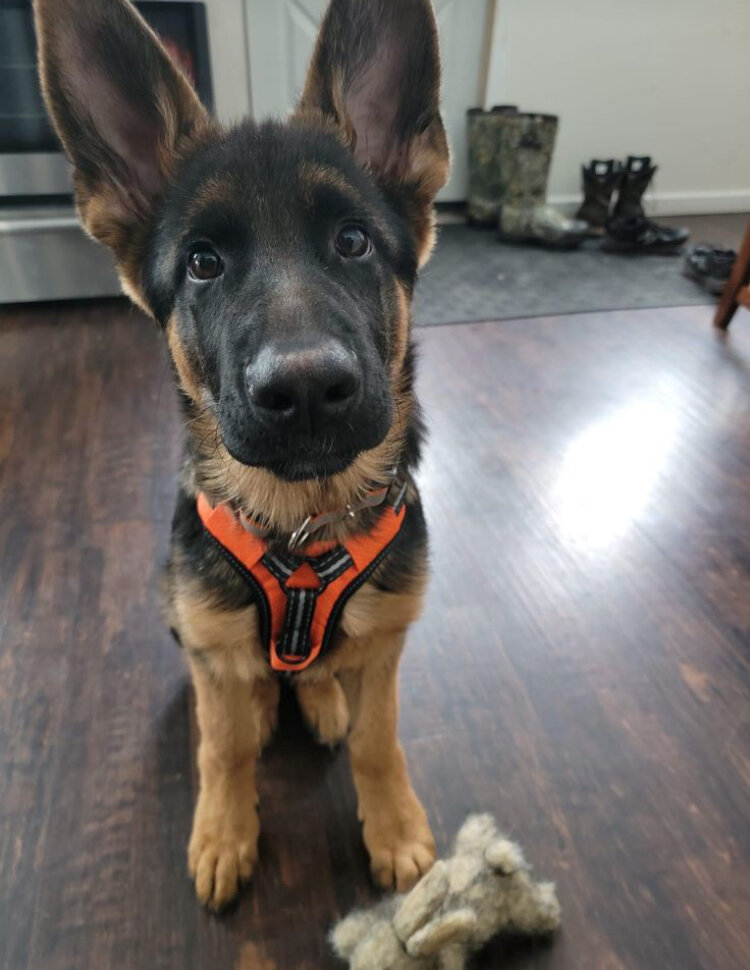 10 weeks German Shepard dog image 1