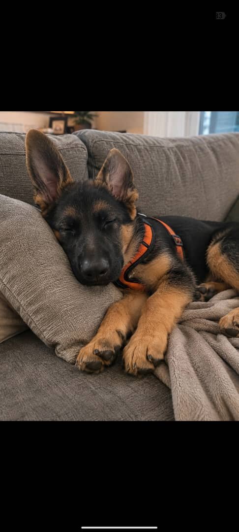 10 weeks German Shepard dog image 3