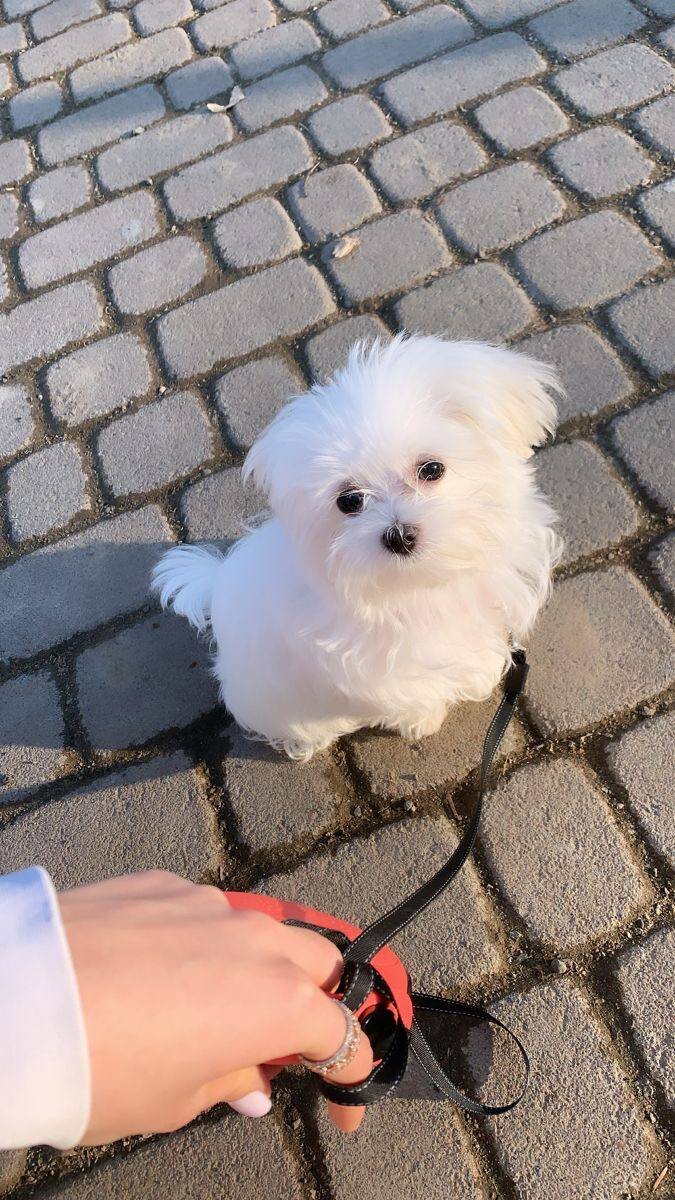 Dog image 1