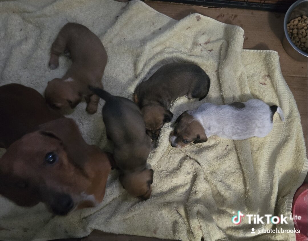 Mini Dachshunds girls image 1