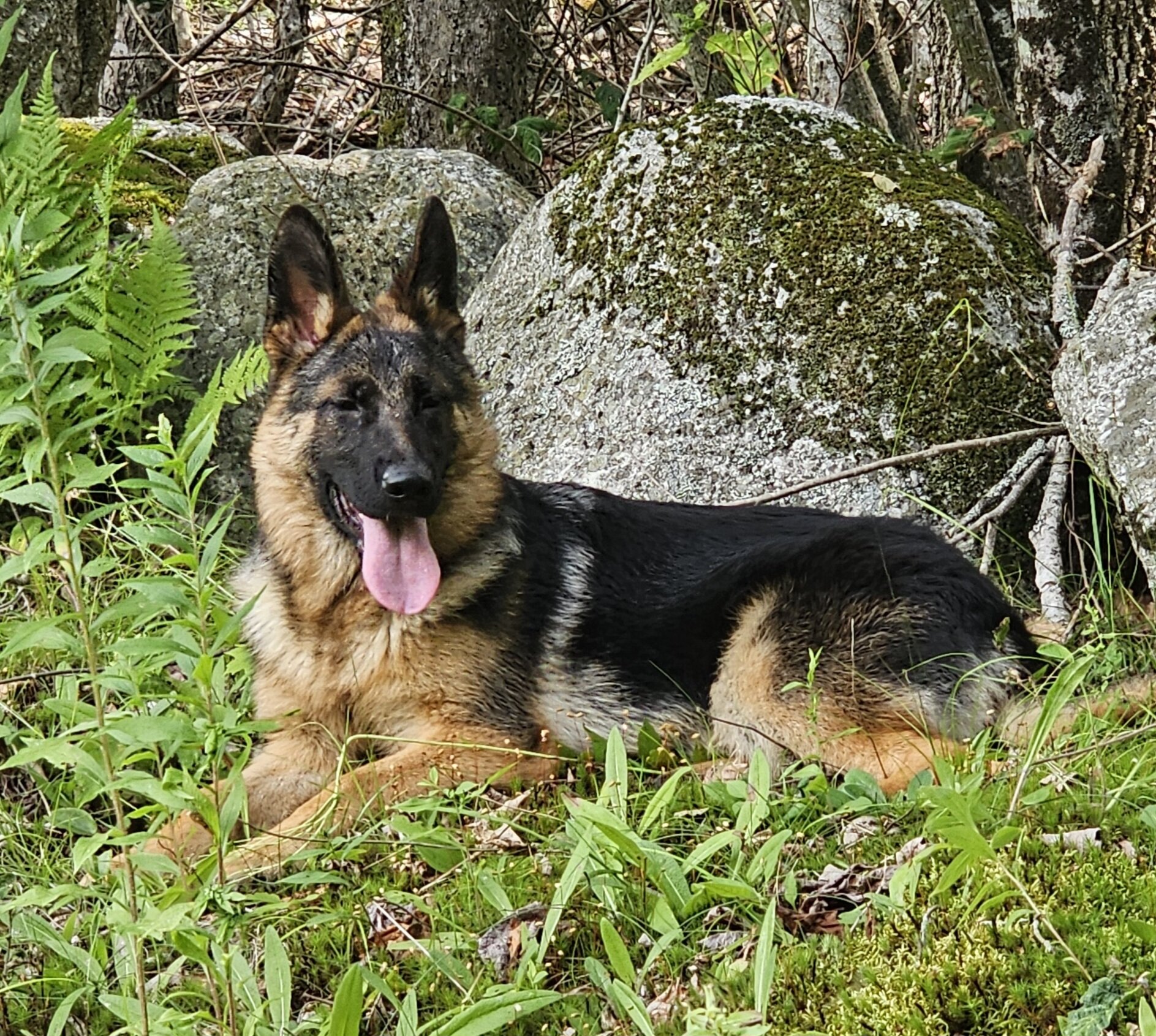 German Shepherd Puppy image 1