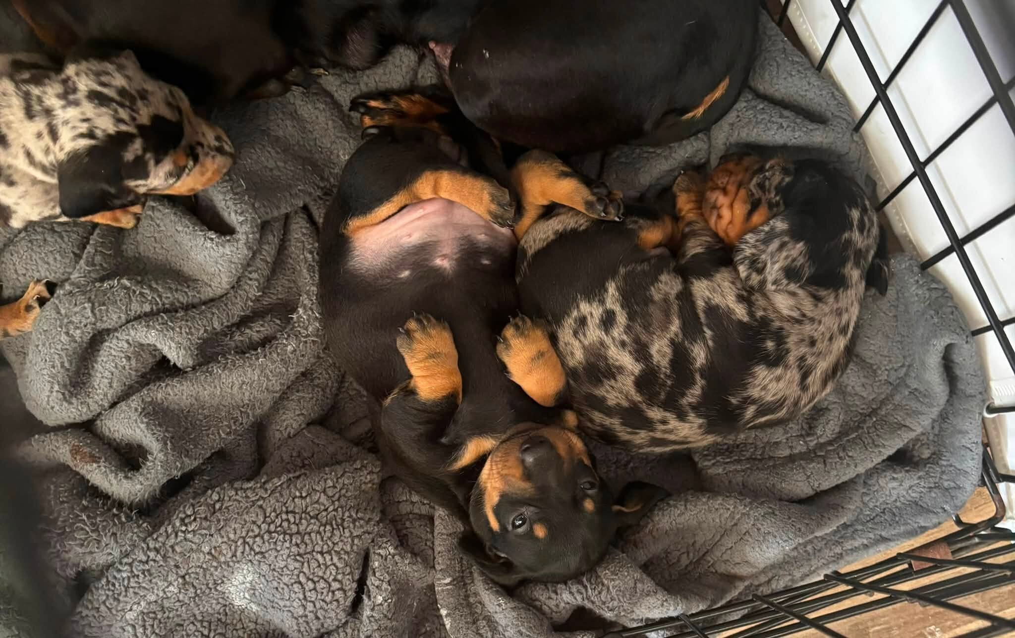 Home Raised Dachshunds image 5