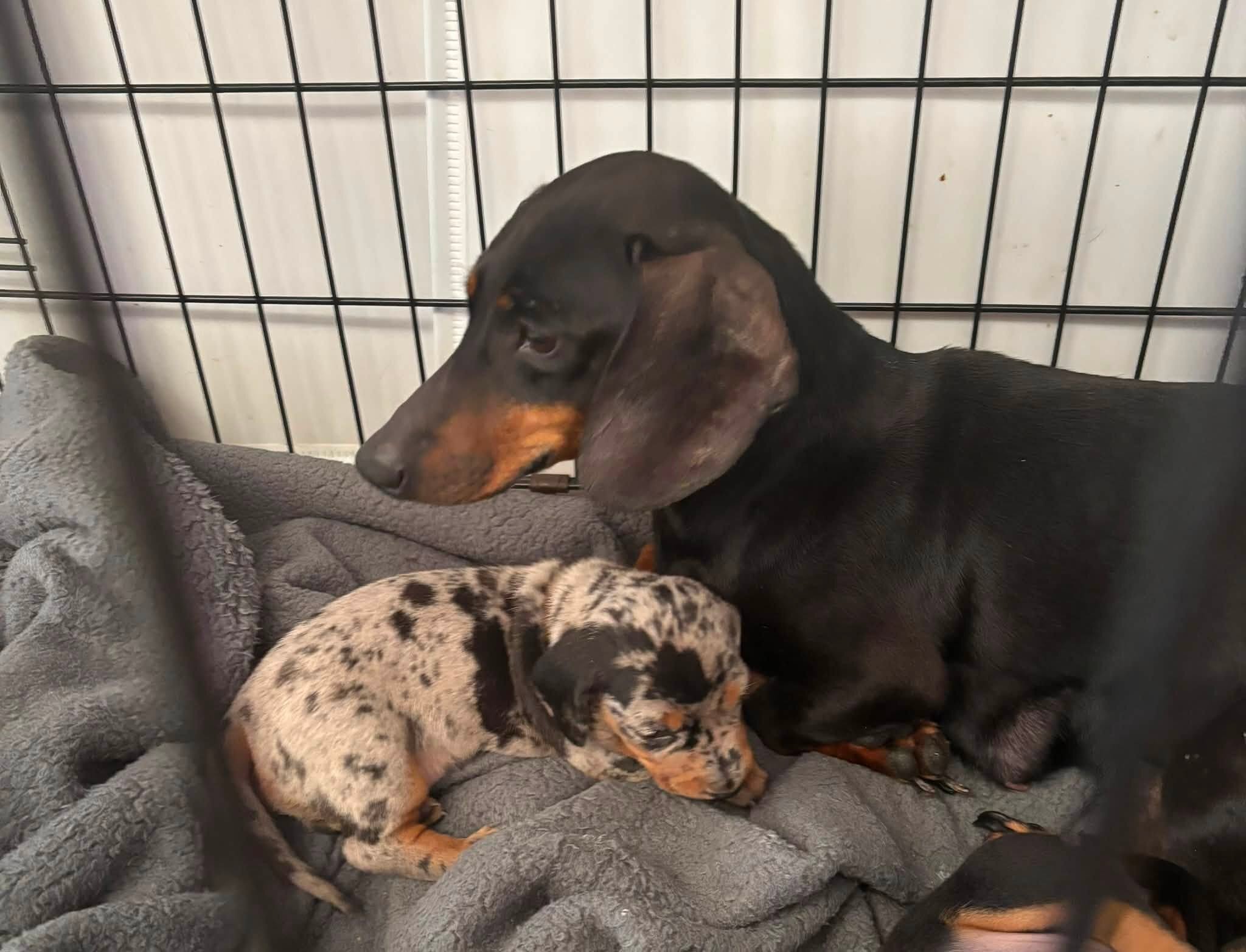 Home Raised Dachshunds image 6