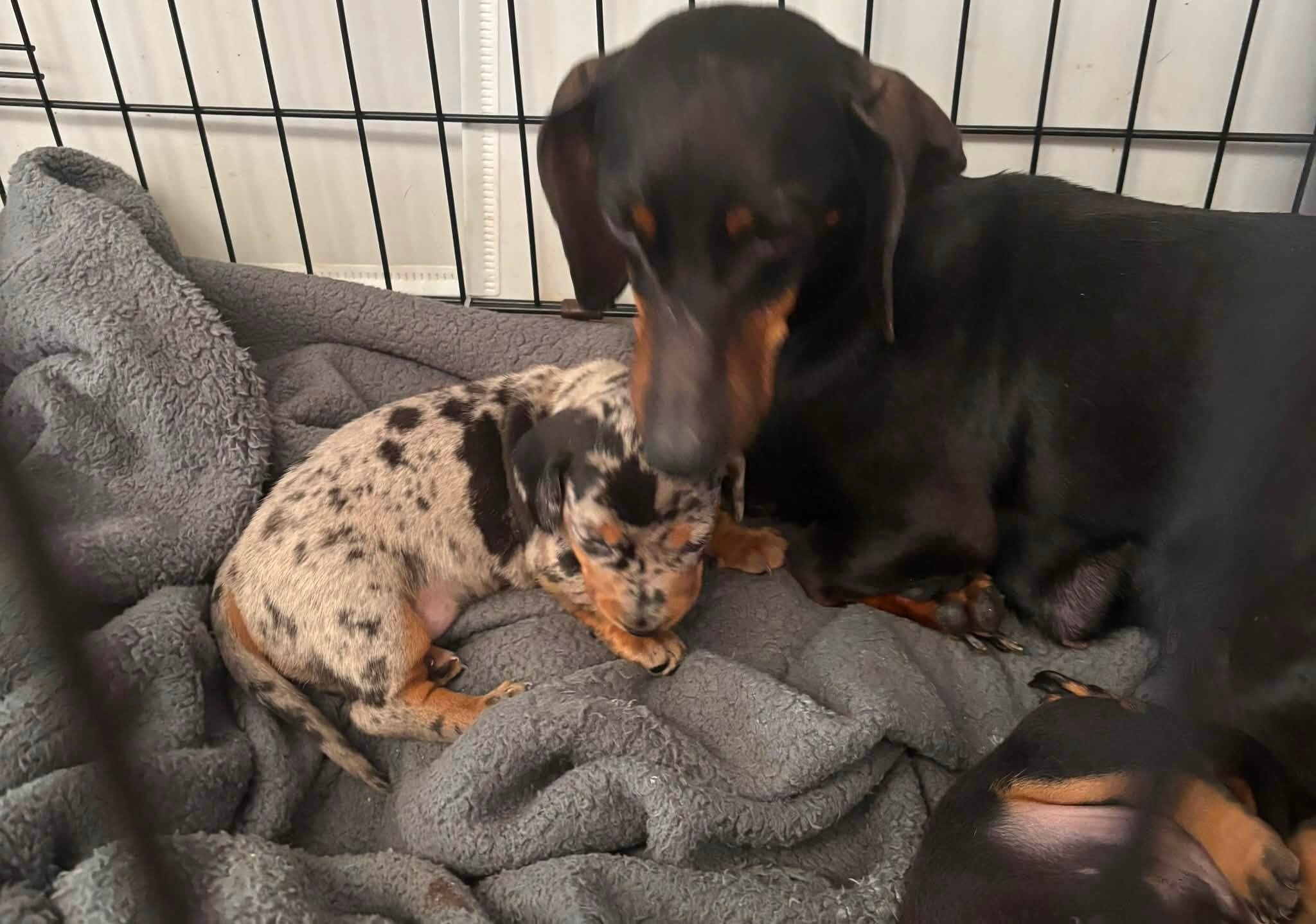 Home Raised Dachshunds image 8