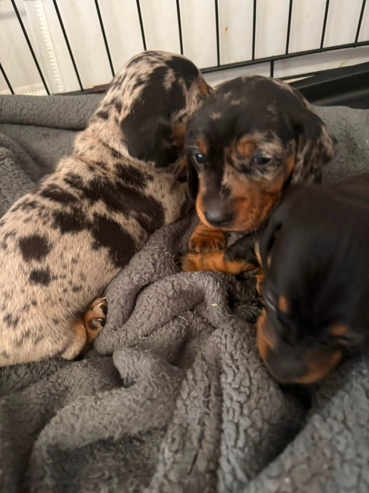 Home Raised Dachshunds image 3