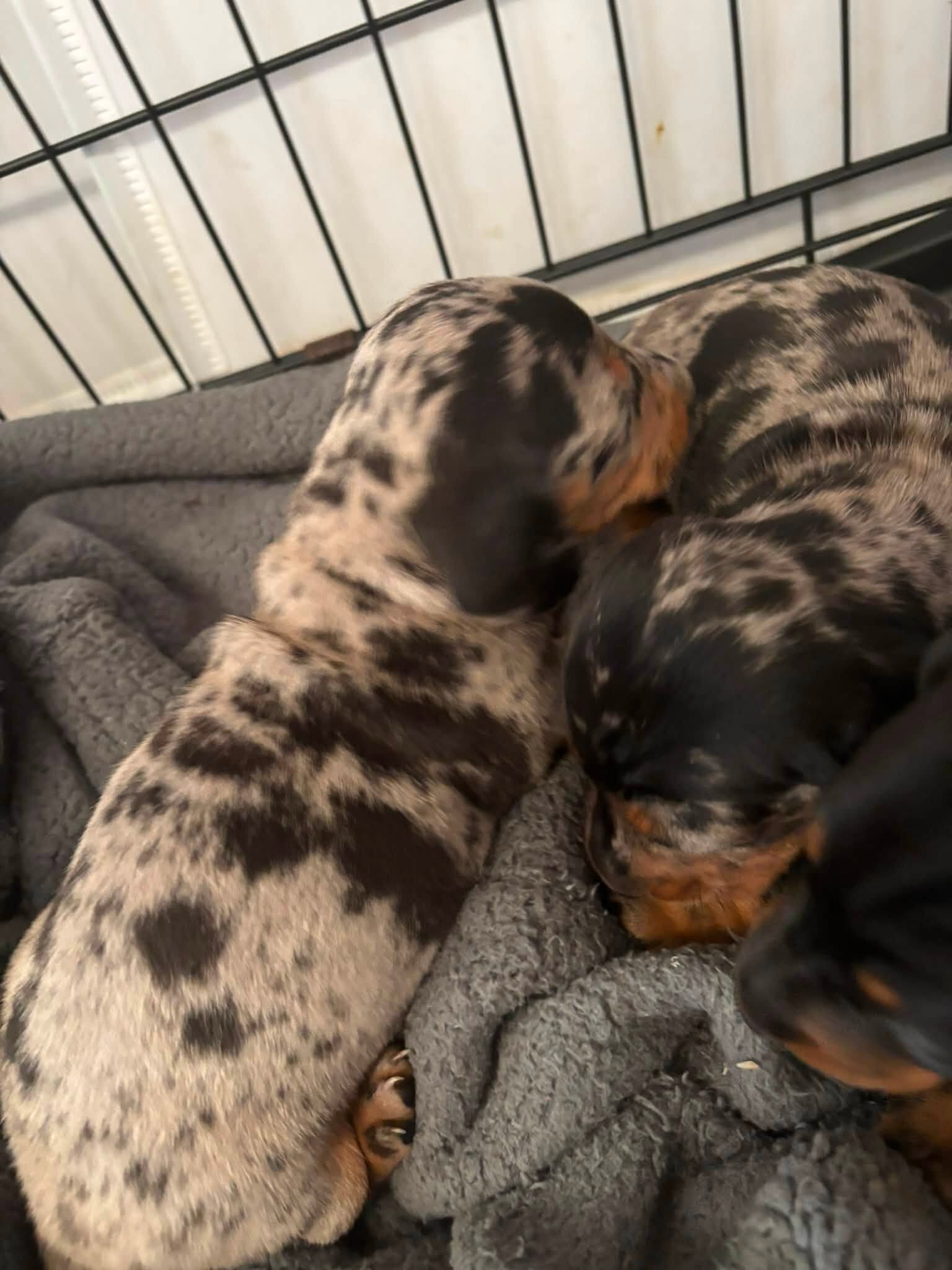Home Raised Dachshunds image 2