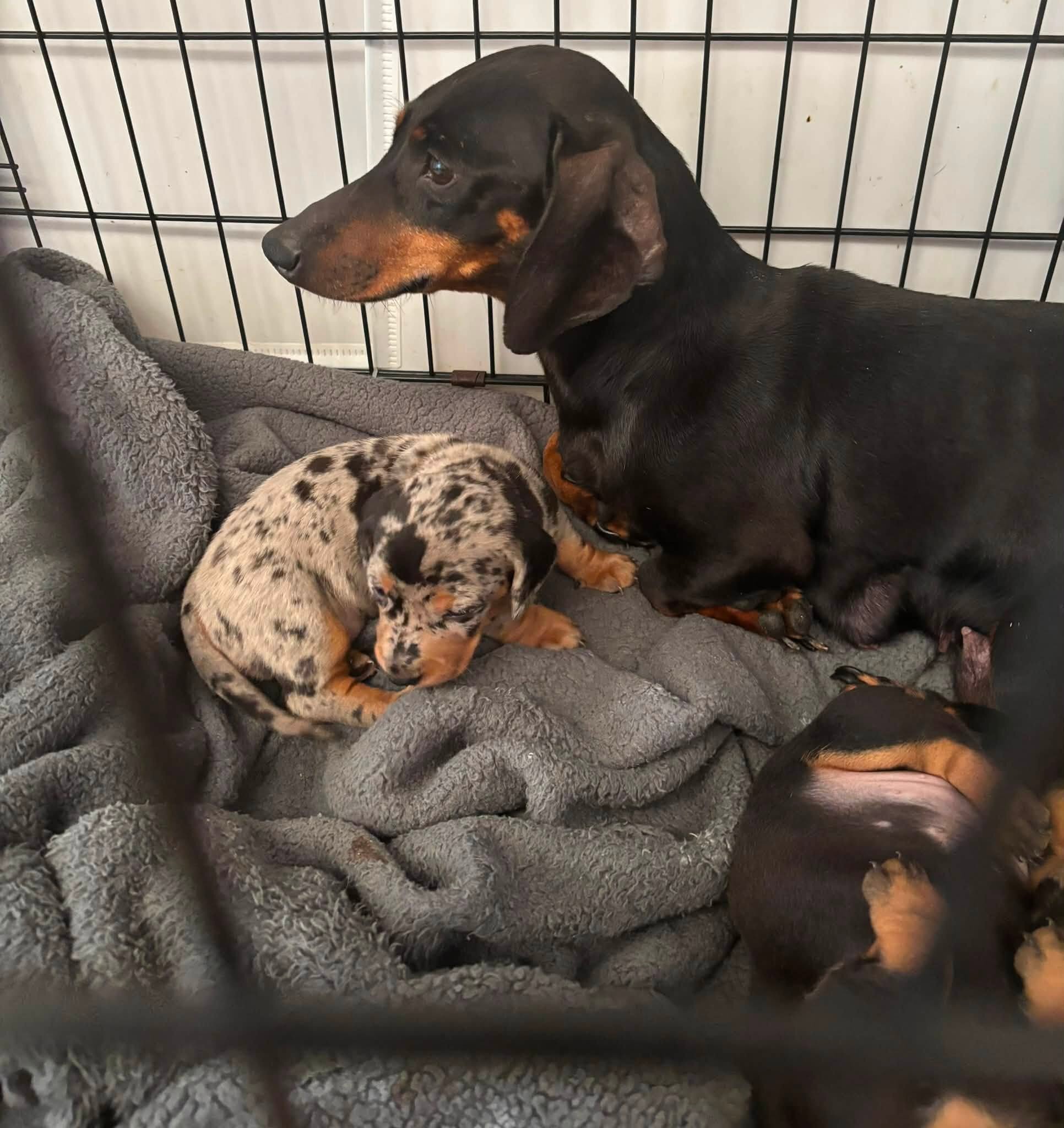 Home Raised Dachshunds image 7