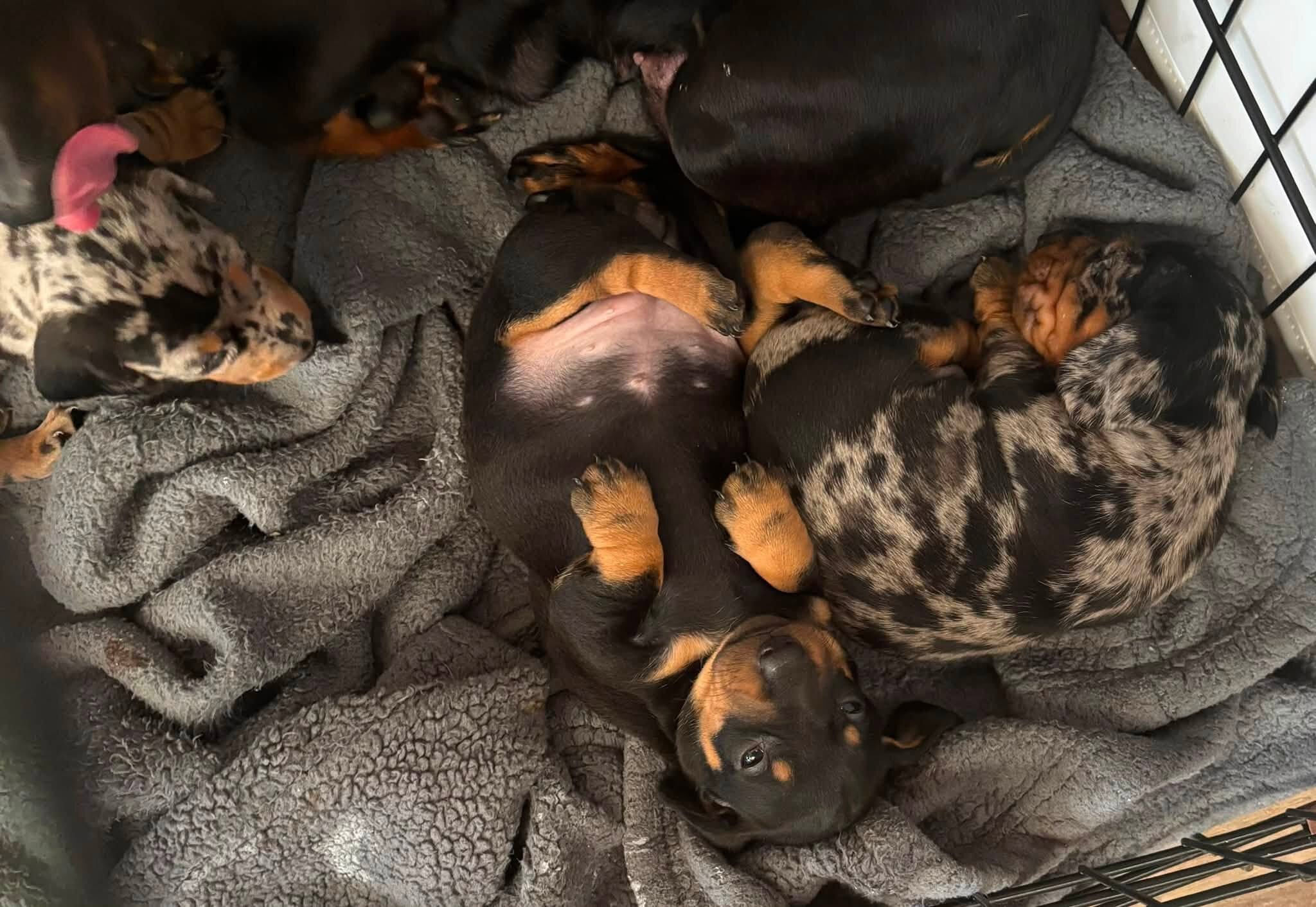 Home Raised Dachshunds image 4