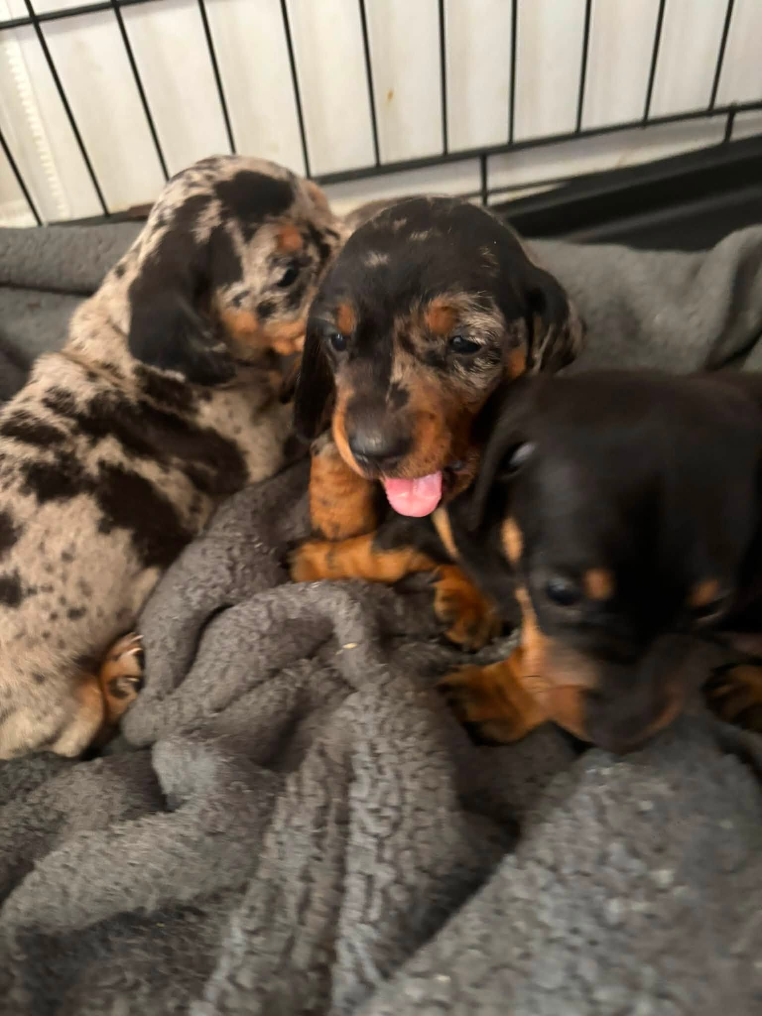 Home Raised Dachshunds image 9
