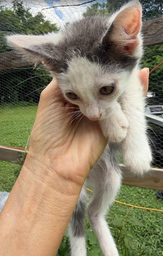 Free Kittens 3 image 2
