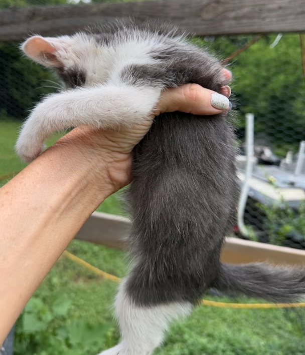 Free Kittens 3 image 1