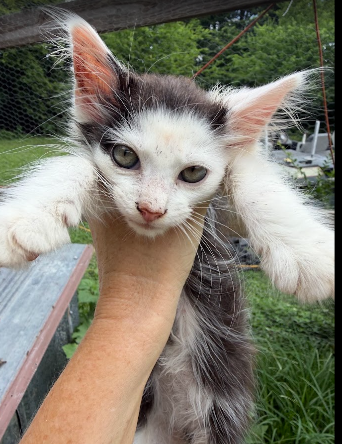 Free Kittens 3 image 3