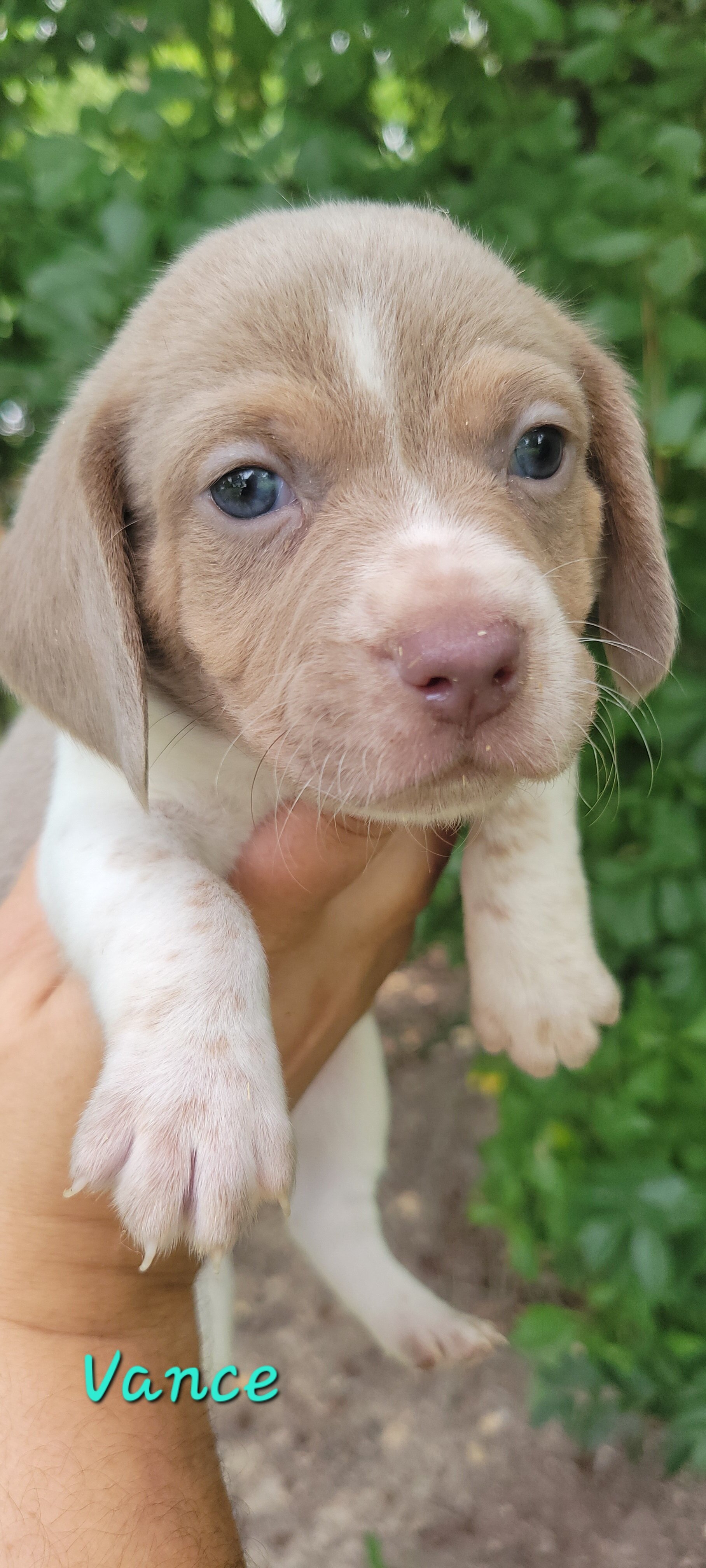 Beagle puppies image 7