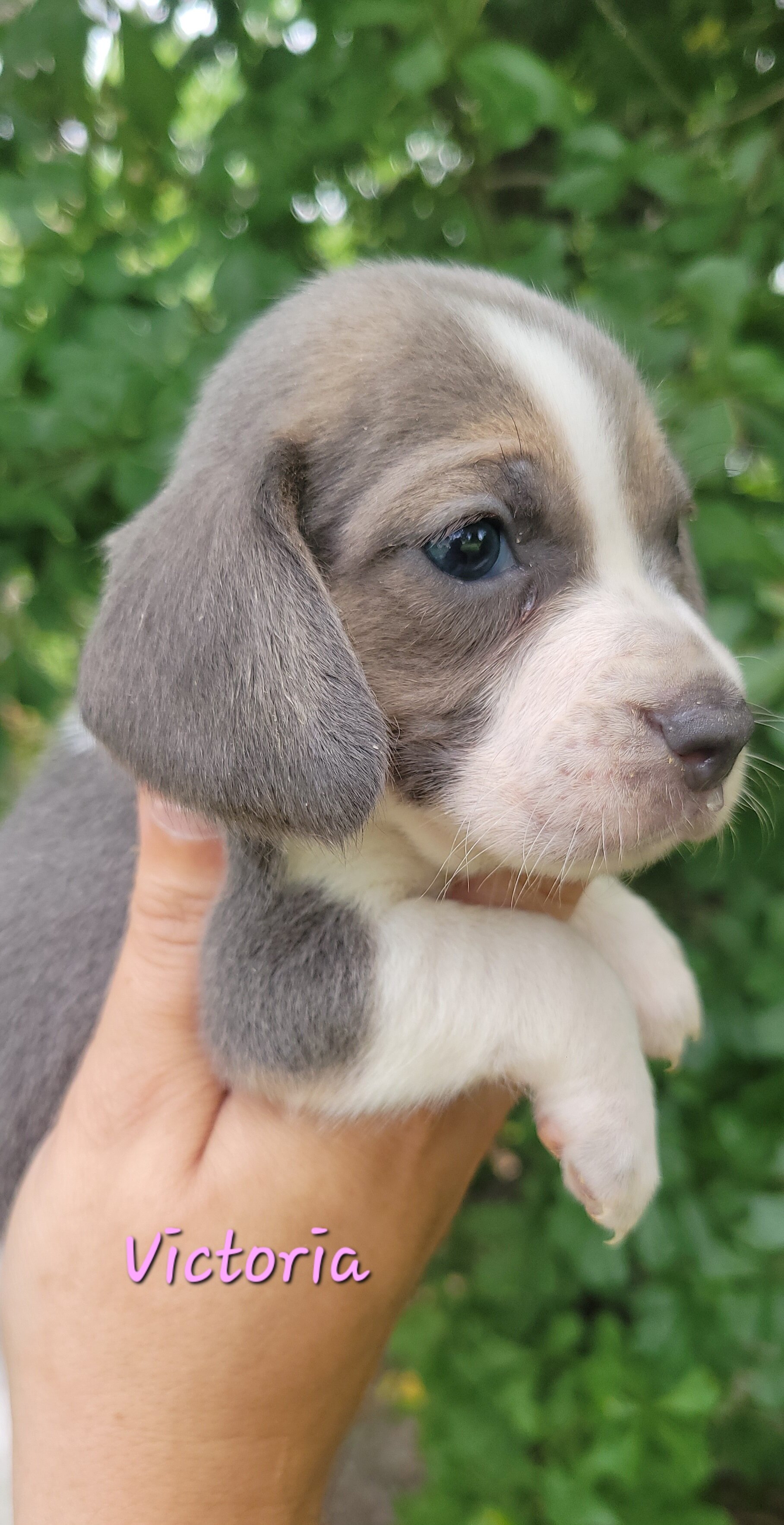 Beagle puppies image 5